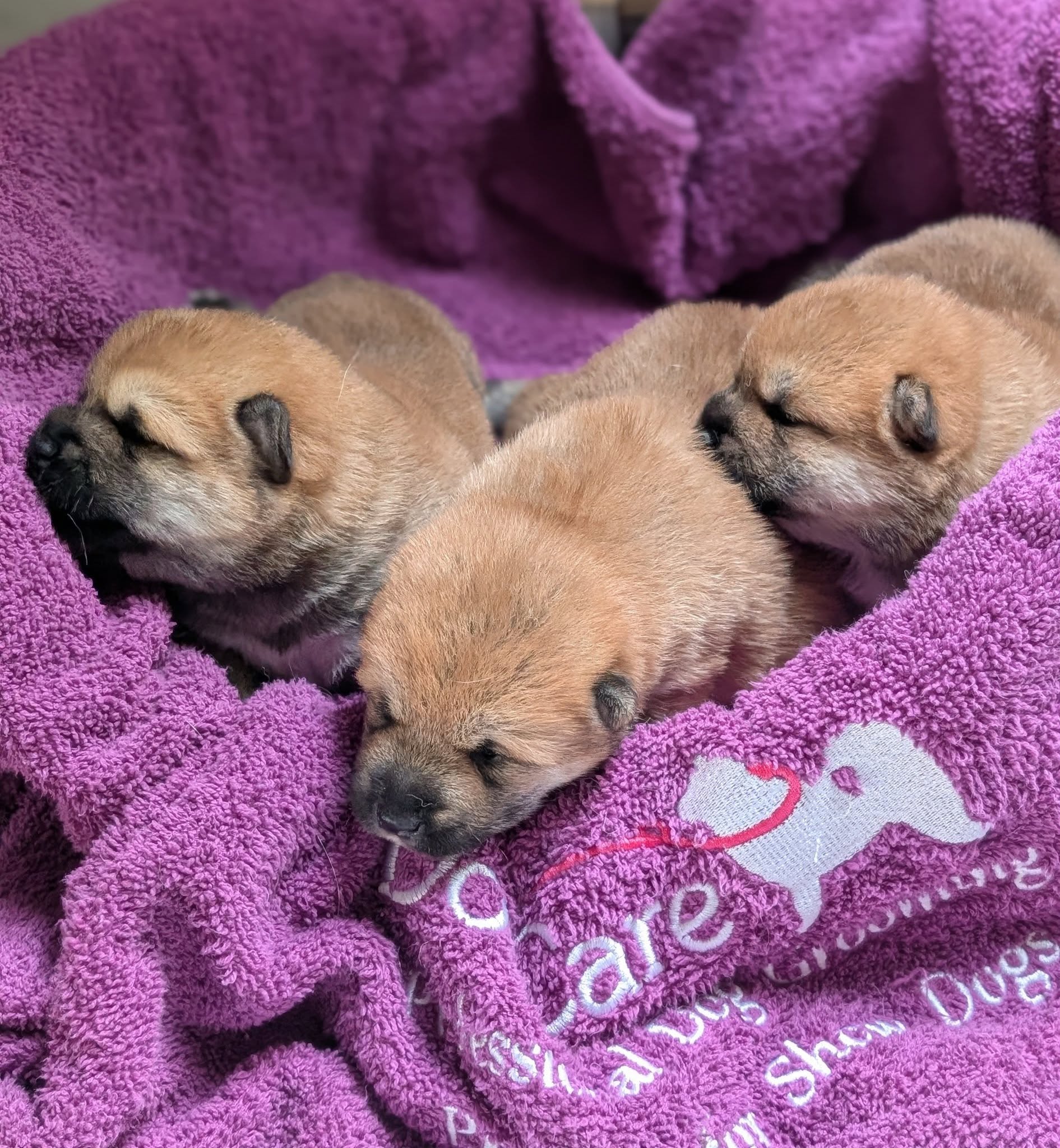 Matagiinu PL Hodowla Psów Rasy Shiba Inu-szczeniaki