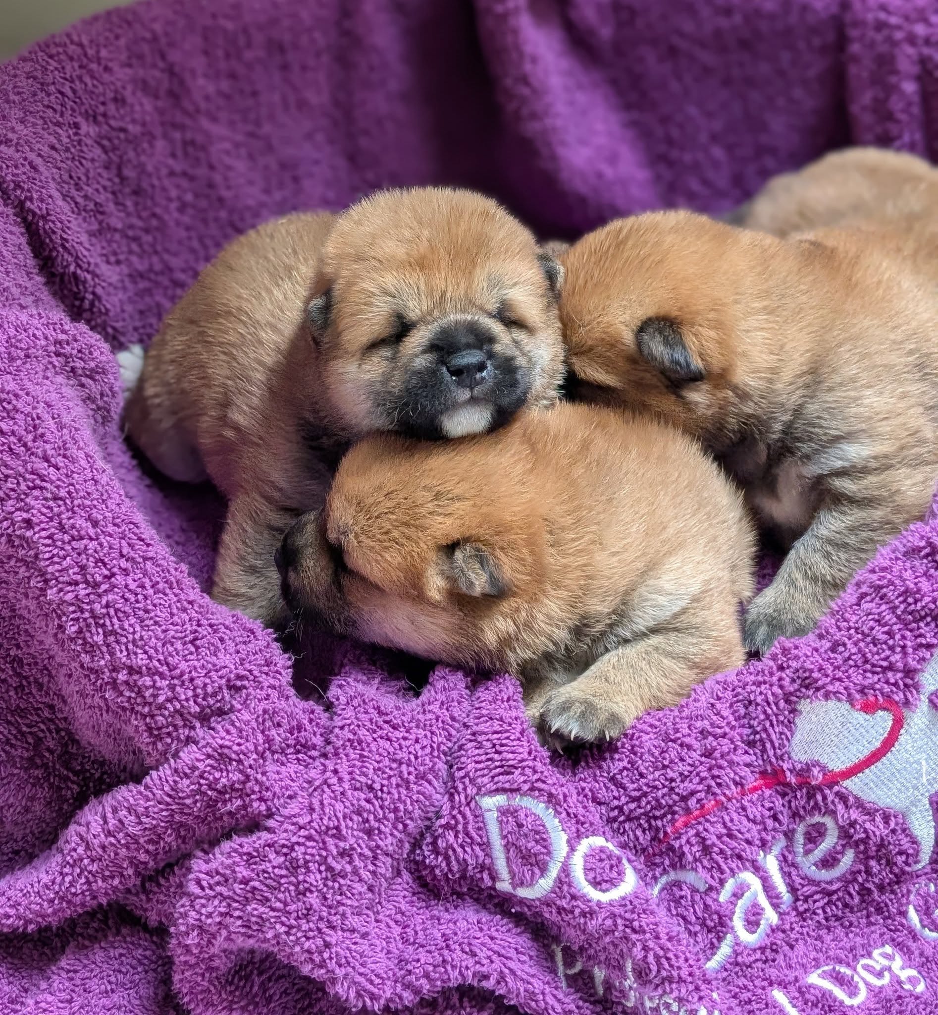 Matagiinu PL Hodowla Psów Rasy Shiba Inu-szczeniaki