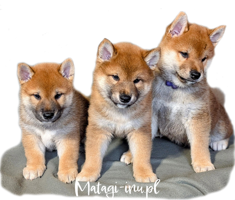 hodowla psów rasy shiba inu- MatagiinuPL