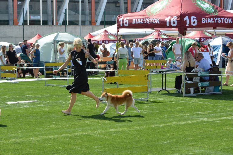 MatagiinuPL Hodowla Psów Rasy Shiba Inu