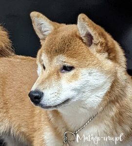 Z'SUZU CHACHISHI MATAGIINU PL-nasze psy