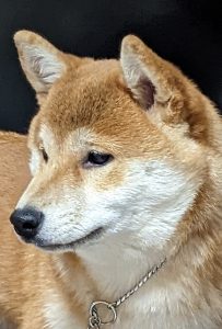 Z'SUZU CHACHISHI MATAGIINU PL-nasze psy