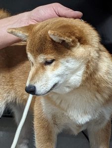 Z'SUZU CHACHISHI MATAGIINU PL-nasze psy
